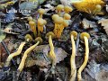 Leotia lubrica-amf1158-2